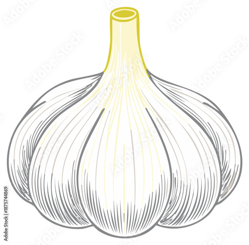 Detailed hand drawn style illustration of a whole garlic bulb an essential cooking ingredient and flavorful spice