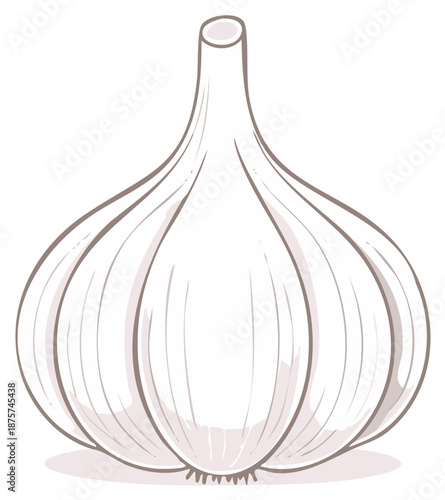 Fresh whole garlic bulb minimalist vector illustration for culinary and cooking designs