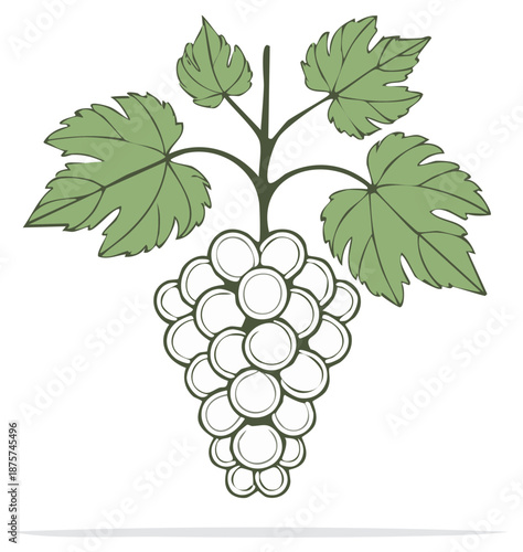 Stylized green grape cluster with leaves and vine botanical illustration