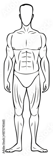 Muscular Anatomy Illustration Showing Human Body Muscles And Shape In Minimalist Black And White Style
