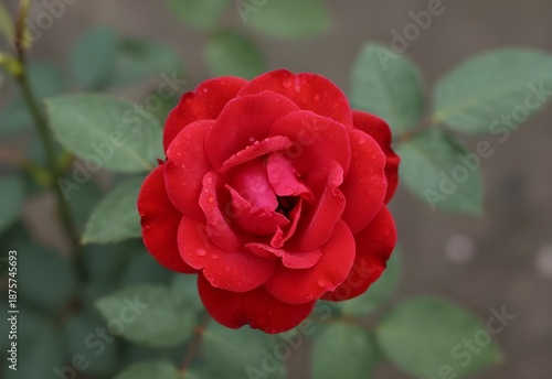 A beautiful red rose in full bloom displays vibrant petals and a delicate bud amidst the lush green flora of a summer garden, capturing the essence of nature and romance