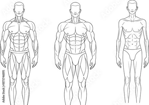 Anatomical illustration of three male figures showing varying muscle definition and body mass for fitness, medical, and educational design use.
