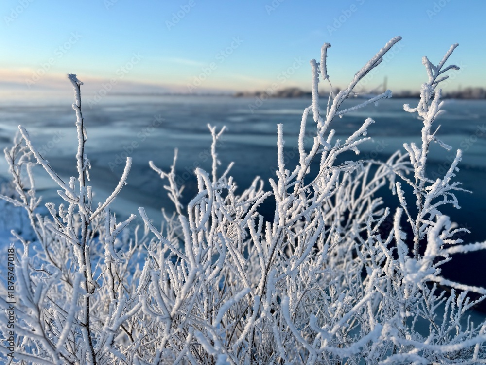 Obraz premium Frost-covered bushes in a snowy field at sunrise, icy branches glowing in warm morning light, peaceful winter landscape with cold season beauty and soft pastel sky.