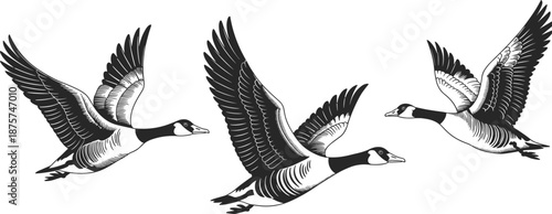 Flying goose illustration set in black and white, detailed wildlife bird silhouettes in motion for nature, migration, hunting, and outdoor graphic design use