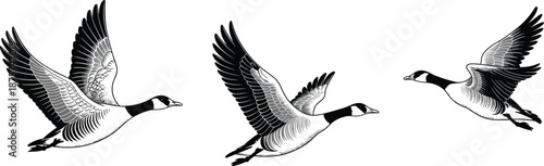 Black and white illustration of three Canada geese in flight with detailed feather patterns for nature, wildlife, and ornithology design use.