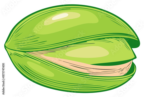 Green pistachio nut in shell isolated closeup drawing illustration