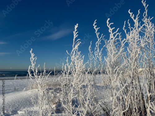 Wallpaper Mural Frost-covered wild plants stand in snow near a frozen shoreline under a deep blue winter sky. Delicate ice crystals coat dry stems, creating a bright and airy winter scene. Torontodigital.ca