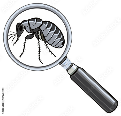 Cartoon drawing of a flea under a magnifying glass for examination and identification purposes