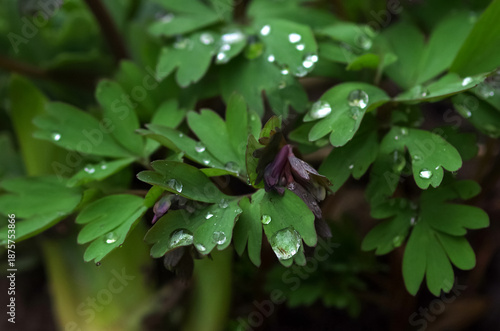A drop of rain on a green plant. Organic background, healthy concept, environmentally friendly.Close-up of a leaf and a drop of water on its background