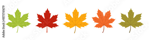 Different colors of maple leaves arranged in a row show the change of seasons from green to red, yellow, orange, and brown