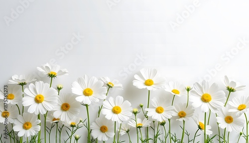 Row of White Daisy Flowers with Yellow Centers on Clean White Background Minimalist Spring Floral