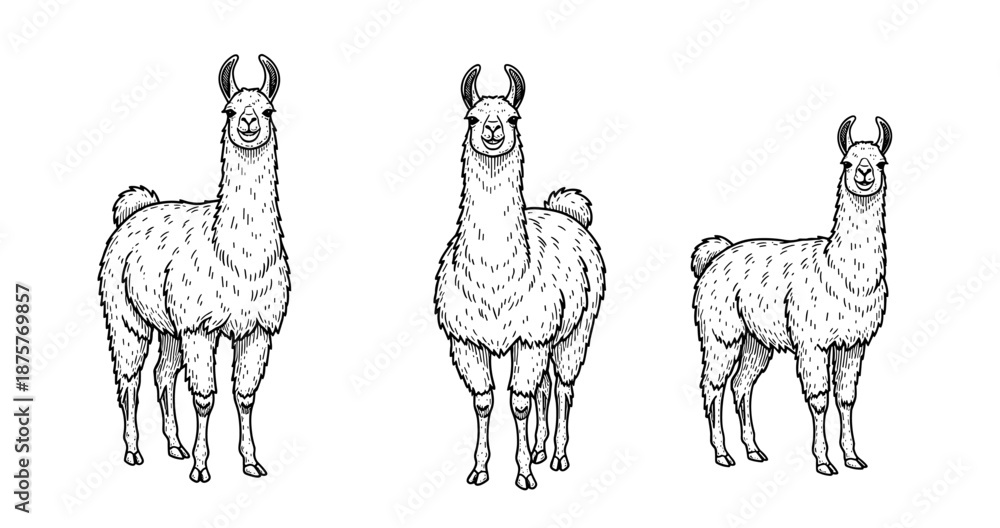 Obraz premium Three hand-drawn llamas in black and white illustrations