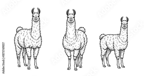 Three hand-drawn llamas in black and white illustrations