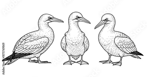 Three detailed black and white illustrations of seabirds facing forward