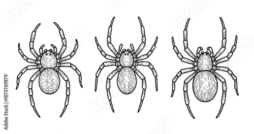 Hand-drawn spider trio illustration with detailed anatomical features