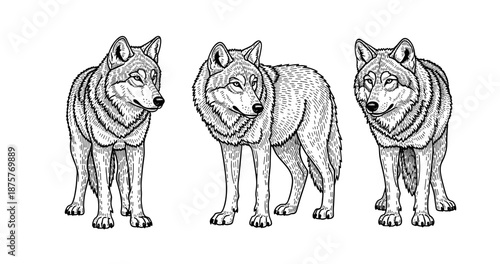 Trio of detailed illustrated wolves facing left on white background