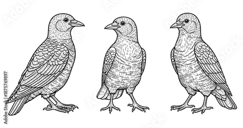 Detailed line art of three birds showcasing feather patterns and bird anatomy