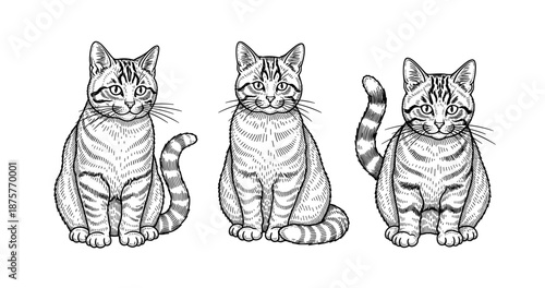 Three detailed hand-drawn tabby cats in black and white