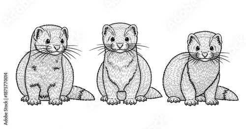 Three adorable ferrets in vintage sketch style