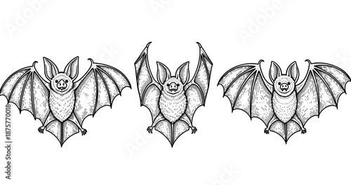 Detailed vintage bats illustration with three unique poses and intricate patterns