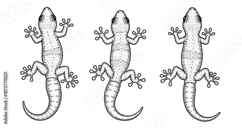 Illustrated geckos: detailed monochrome reptile artwork on white background