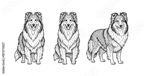Sketch of three collie dogs in different poses on white background