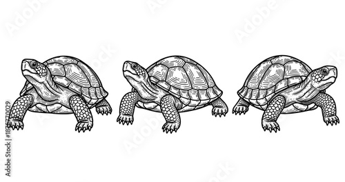 Detailed black and white illustrations of three turtles in line art style