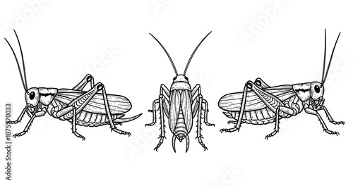 Detailed black and white cricket illustrations showing three different angles