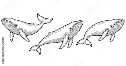 Three hand-drawn whales swimming in ink style illustration