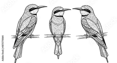 Vintage bird illustration: trio of detailed engraved birds perched on branches