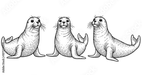 Illustration of three playful seals in black and white sketch style © supplement
