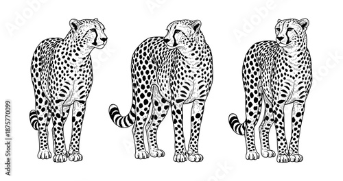 Three black and white cheetah illustrations: detailed wildlife art