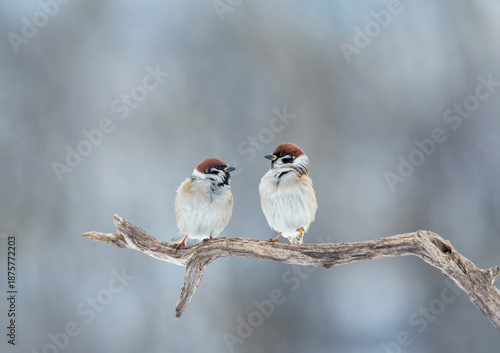 Two funny sparrow birds sitting on a tree branch in a winter park under falli...