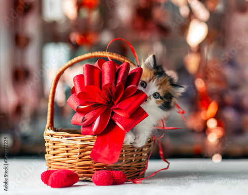 a fluffy, playful kitten peeks out of a basket with red hearts and a bow for ...