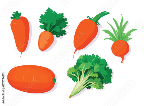 Set of Fresh Orange Carrots and Green Leafy Vegetables in Vector Illustration