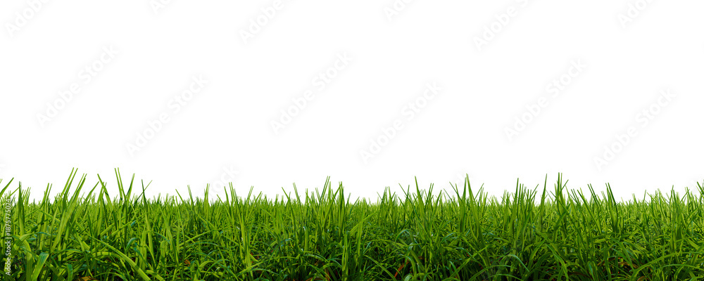 Obraz premium Grass field close-up. Green grass meadow. Nature landscape