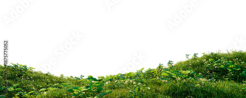 Wild plants on green grass hill