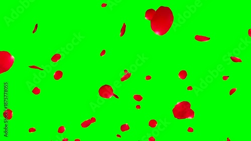 Red rose petals falling against a vibrant green screen background, perfect for romantic overlays and special effects.