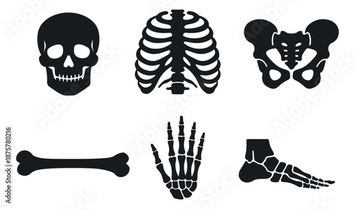 Minimalist human anatomy set featuring skull, rib cage, pelvis, hand, foot, and a long bone for medical education