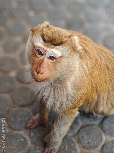 Photography Wild monkey sitting with head bowed, close-up