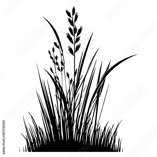 Vector illustration of a grass silhouette isolated on white and black backgrounds featuring spring meadow plants and agricultural grain crops like wheat and rice for nature growth and farm harvest