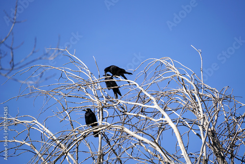 Three black rooks are perched on the bare, white branches of a tree against a clear blue sky on a sunny day.