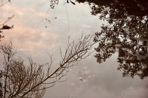 Nature background with silhouette of tree branches reflected in peaceful pond water.