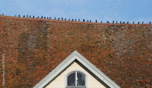Tauben auf dem Dach