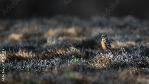 Female European Stonechat On Burnt Ground (Saxicola Rubicola)