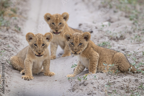 Three very young lion cubs (Panthera leo) look toward the camera in Botswana's Chobe National Park. 