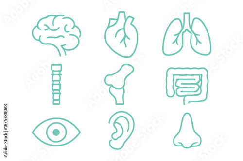Human senses and organs illustration showcasing brain, heart, and lungs from a medical viewpoint