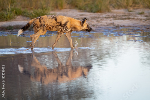 Canvas Print An endangered African Painted Dog (Lycaon pictus) reflected in a waterhole in Botswana's Okavango Delta