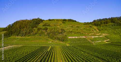 Reben Weinberge Luftaufnahme Drohnenbider
