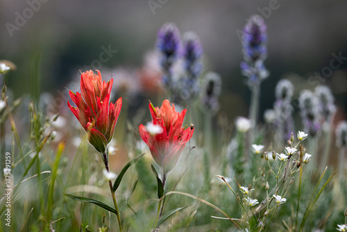 Paintbrush (Castilleja sp.) bloom in a high alpine meadow over 11,000 feet near Leadville in the mountains of Colorado, USA. 